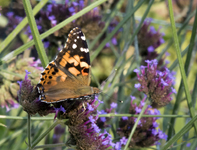 Painted Lady 7382